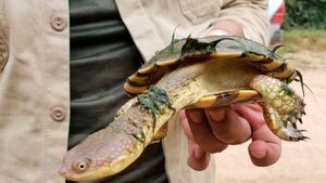 Mariscal Estigarribia: Realizan registro clave de tortuga en peligro de extinción