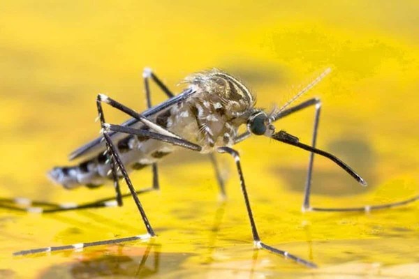 Tres muertes por un brote de fiebre amarilla detectado en Kenia - El Independiente