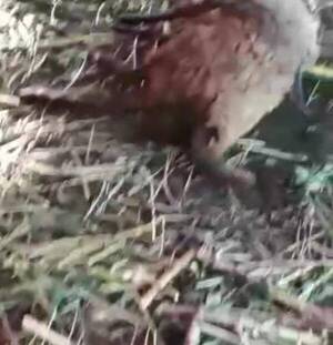 Crónica / ¡De terror! violó y ahorcó a una oveja embarazada