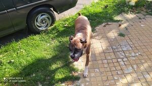 Feroz perro frustró un asalto callejero