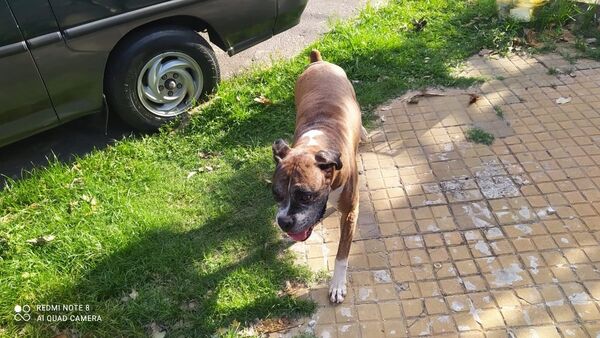 Feroz perro frustró un asalto callejero