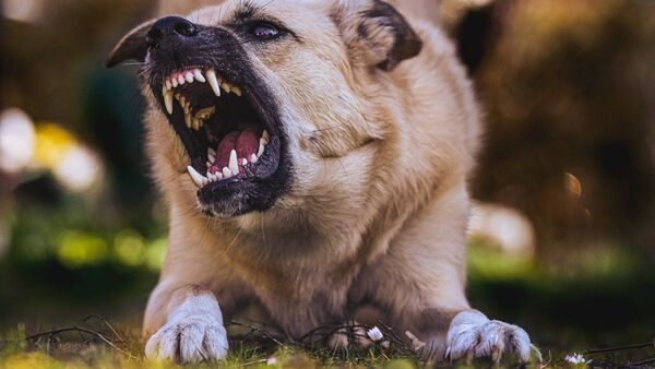 Un perro impide asalto mordiendo al delincuente y a la víctima