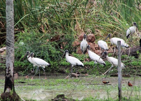 Obras de la Transchaco progresan con medidas de prevención, mitigación y control de la fauna - .::Agencia IP::.