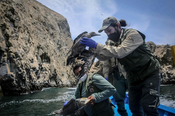 Perú recuperó y rescató más de 420 aves afectadas por el derrame de Repsol - MarketData