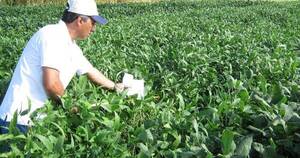 La Nación / Firma europea interesada en ampliar volumen importado de harina de soja paraguaya certificada