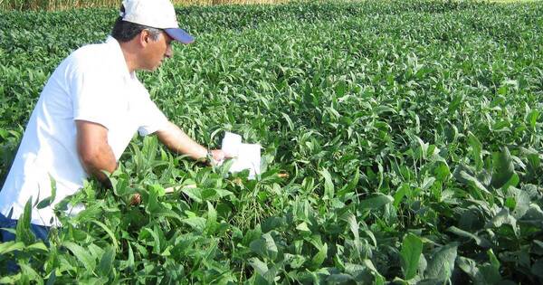 La Nación / Firma europea interesada en ampliar volumen importado de harina de soja paraguaya certificada