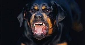 La Nación / Un perro frustra un asalto callejero, muerde al delincuente pero también a su víctima