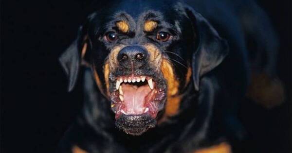 La Nación / Un perro frustra un asalto callejero, muerde al delincuente pero también a su víctima