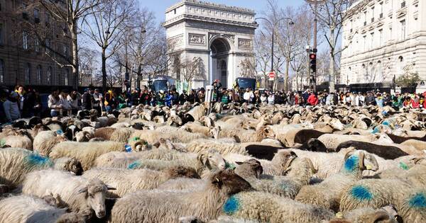 La Nación / Los Campos Elíseos de París vieron el domingo desfilar a 2.000 ovejas