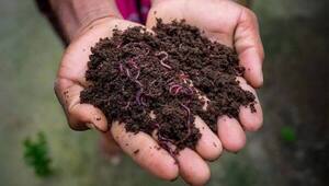 Lombricultura: alternativa agroecológica y rentable aún incipiente, pero que va sumando adeptos