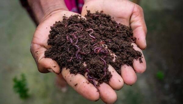 Lombricultura: alternativa agroecológica y rentable aún incipiente, pero que va sumando adeptos