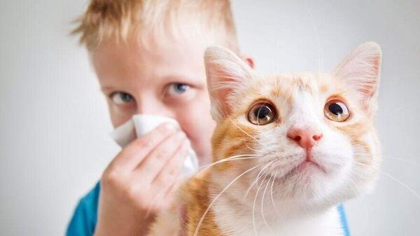 ¿Por qué somos alérgicos a los gatos? - Mascotas - ABC Color