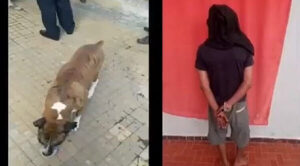 “Conan” héroe canino: atacó a delincuente y frustró asalto