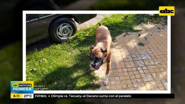 Un perro atacó a un asaltante quien intentaba robar un celular - ABC Noticias - ABC Color