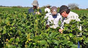 Lluvias aisladas ayudan a productores que ya sembraron zafriña