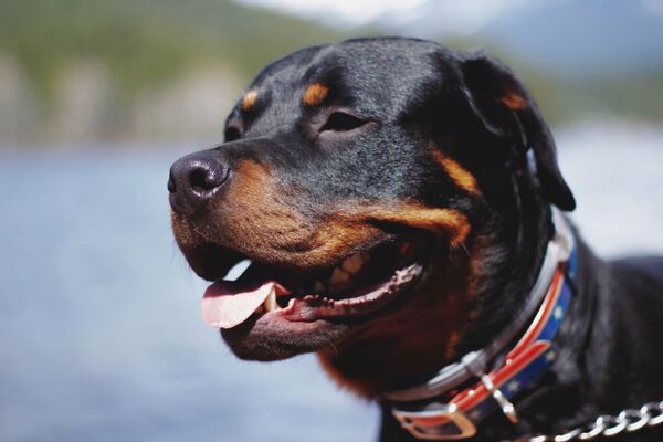 Un perro frustró asalto en Sajonia mordiendo al delincuente, aunque se le fue la pata y mordió también a la víctima