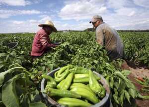 Aumento de precio arriesga producción
