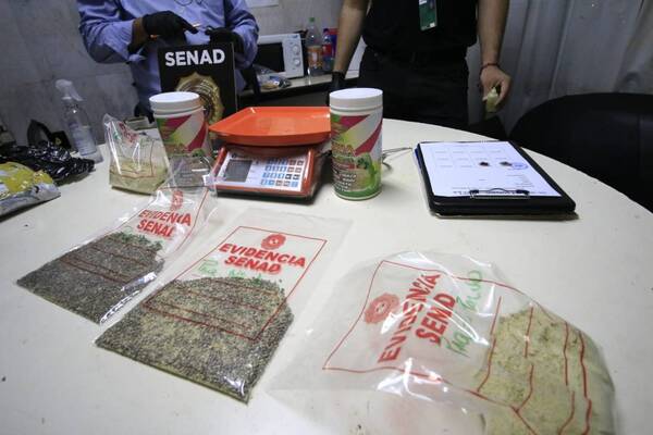 Crónica / Semillas malditas: incautan marihuana "transgénica"