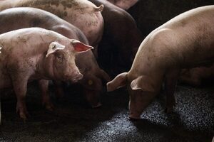 Ente regional destina millonario fondo para erradicar la peste porcina africana - MarketData
