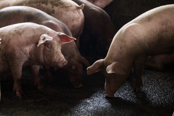 Ente regional destina millonario fondo para erradicar la peste porcina africana - MarketData