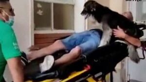El emotivo momento en que un perro ingresa en camilla al hospital con su dueño