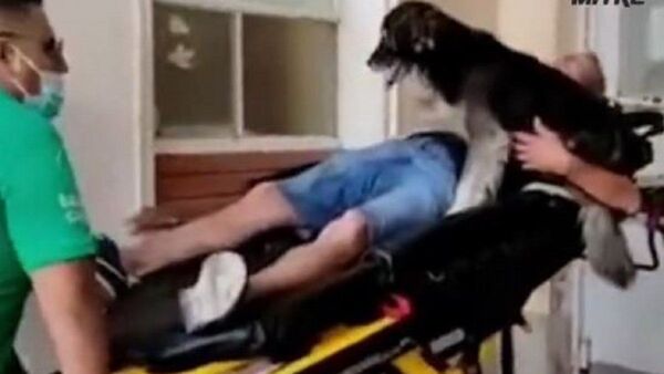 El emotivo momento en que un perro ingresa en camilla al hospital con su dueño