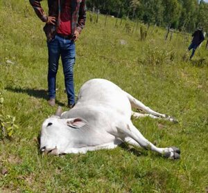Muere otro ganado tras vacunación anti aftosa