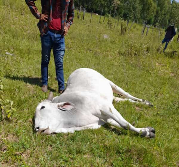 Muere otro ganado tras vacunación anti aftosa
