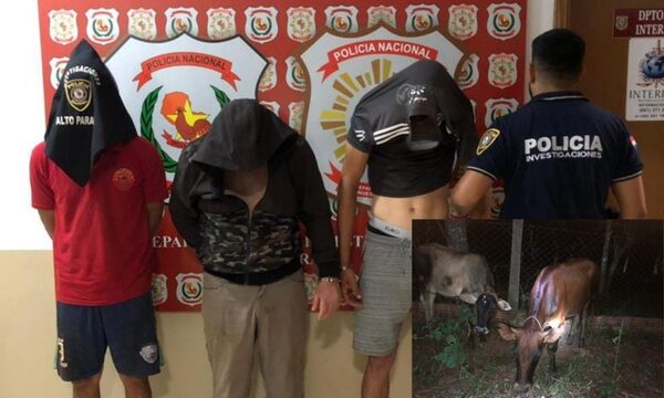 Atrapan a cuatreros y recuperan terneros