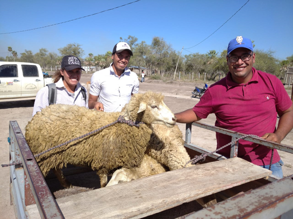 Cerca de 900 criadores ovinos serán capacitados para masificar la producción en el país
