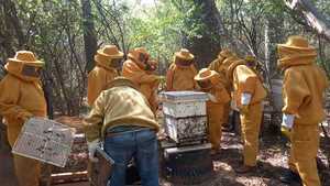 El Chaco produce miel de alta calidad