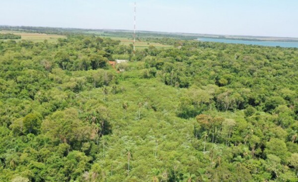 Alentador avance del proceso de reforestación en Puerto Indio