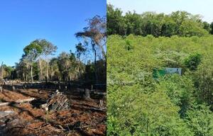 Reforestación: Itaipú reporta favorable avance en Puerto Indio