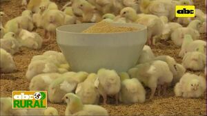 Cortes de ANDE agregan sobrecostos a productores - Nacionales - ABC Color