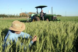 Si hay semillas en cantidad y calidad, crecería área del trigo - Nacionales - ABC Color