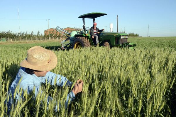 Si hay semillas en cantidad y calidad, crecería área del trigo - Nacionales - ABC Color