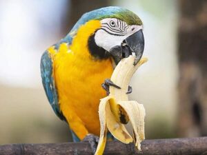 Cuidados de un psitácido, o sea, un loro - Mascotas - ABC Color