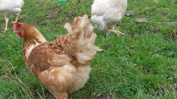 Brasileño casi mata a un nene al disparar a gallinas que entraron en su chacra