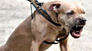 Hombre fue atacado por pitbull en una plaza