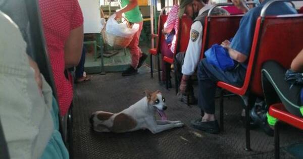 La Nación / Un peculiar pasajero: perrito se subió al colectivo buscando a su dueño