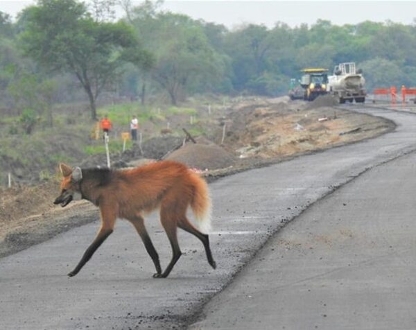 Ruta Transchaco: insisten en medidas de mitigación y control de la fauna - Noticias del Chaco - ABC Color