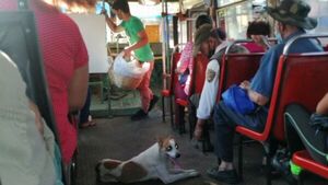 Perrito siguió a un colectivo y chofer le subió