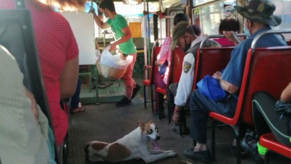 Perrito siguió a un colectivo y chofer le subió