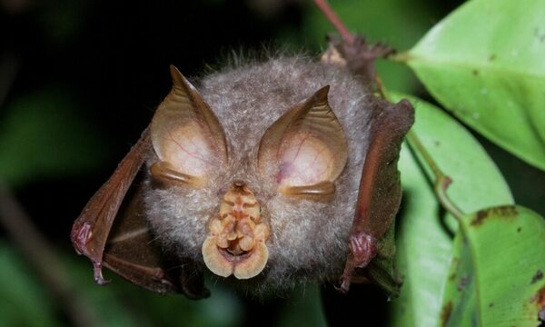 Reaparece en África un murciélago jamás avistado en los últimos 40 años