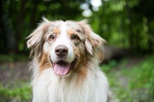 Mascotas: ocho hábitos que pueden ayudar a extender la vida de nuestros perros - Mascotas - ABC Color