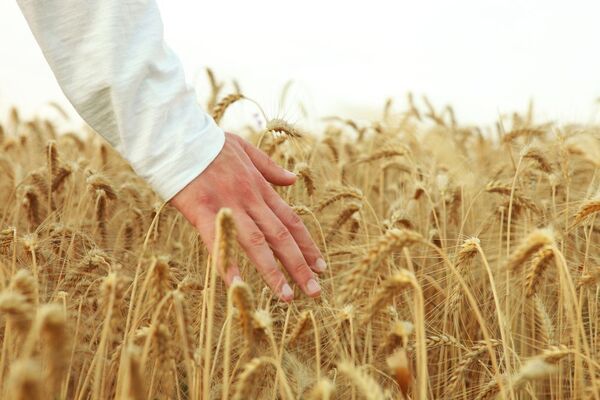 El conflicto ruso-ucraniano y las repercusiones agrícolas: ¿Estamos a las puertas de una crisis alimentaria mundial? - MarketData