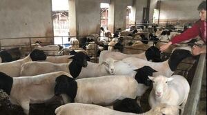 Productores se capacitarán para mejorar la cría de ovejas en el país