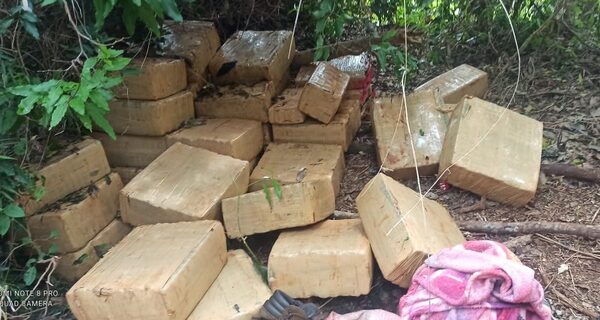 Hallan campamento de marihuana en Puerto Indio