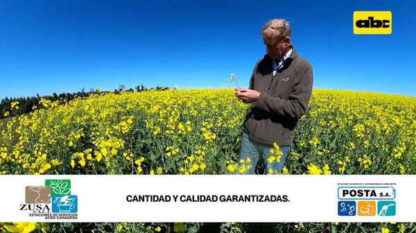 Comercialización de canola a buen precio asegurada - ABC Rural - ABC Color