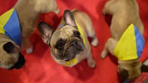 Salón canino reabre en Inglaterra sin participantes rusos - Mascotas - ABC Color